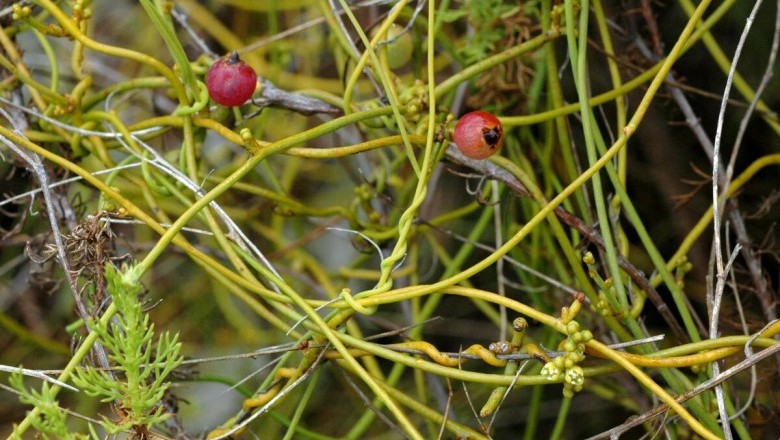 Cây Tơ xanh. Cassytha filiformis L. - Cây Thuốc Nam Quanh Ta